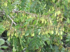 Lonchocarpus