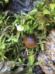 Cortinarius croceus