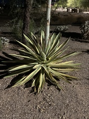 Agave