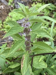 Mentha canadensis