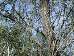 Platycercus elegans flaveolus