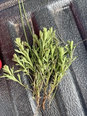 Teucrium sessiliflorum