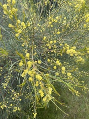 Acacia euthycarpa
