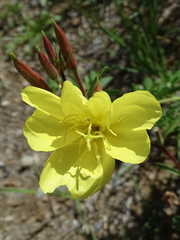Oenothera elata hirsutissima