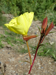 Oenothera elata hirsutissima