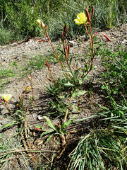 Oenothera elata hirsutissima