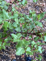 Rhamnus ilicifolia