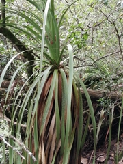 Nolineae