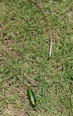 Chrysochroinae