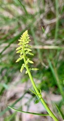 Stackhousia viminea