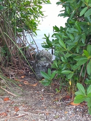 Crocodylus moreletii