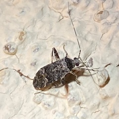 Phytocoris