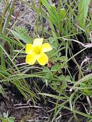 Oxalis perennans