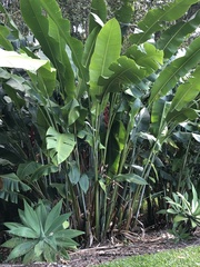 Heliconia