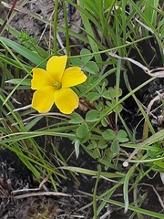 Oxalis perennans