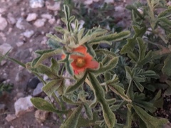 Sphaeralcea coccinea
