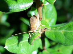 Hapithus luteolira