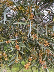 Eucalyptus cneorifolia