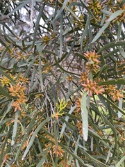 Eucalyptus cneorifolia