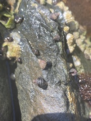 Littorina