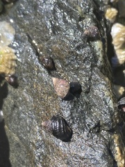 Littorina
