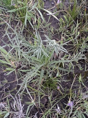 Eryngium ovinum