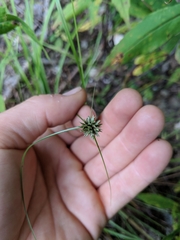 Cyperus lupulinus