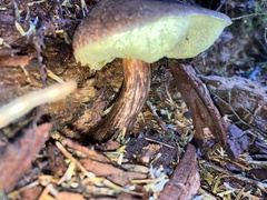 Aureoboletus mirabilis