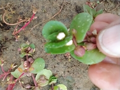 Bacopa rotundifolia