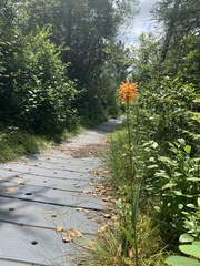 Platanthera ciliaris