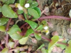 Bacopa rotundifolia