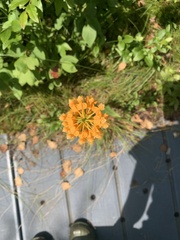 Platanthera ciliaris