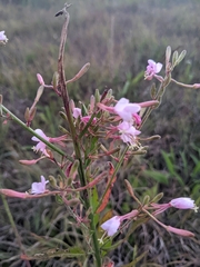 Oenothera gaura