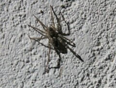 Anyphaena accentuata