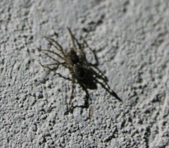 Anyphaena accentuata