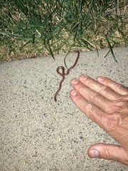Contia tenuis