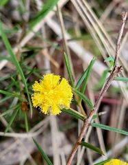 Acacia brownii
