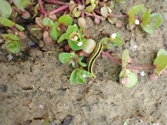 Bacopa rotundifolia