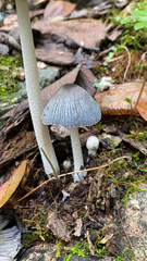 Coprinopsis lagopus