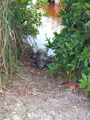 Crocodylus moreletii