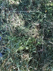 Agastache urticifolia