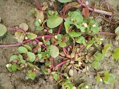 Bacopa rotundifolia
