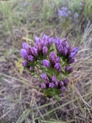 Gentianella quinquefolia