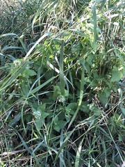 Agastache urticifolia