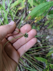 Cyperus lupulinus