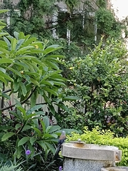 Dendrocitta formosae