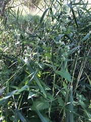 Agastache urticifolia