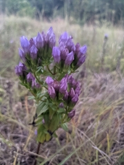 Gentianella quinquefolia