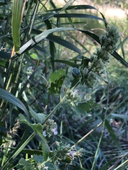 Agastache urticifolia