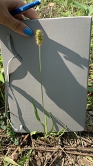 Setaria pumila